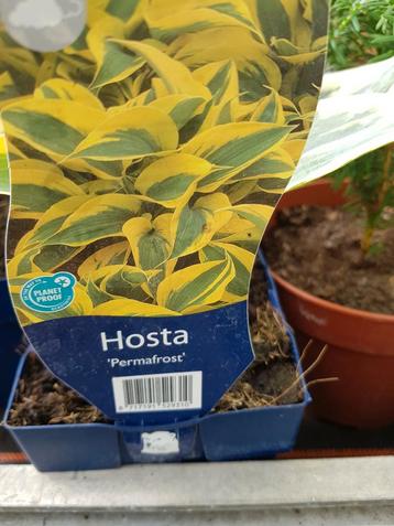 Hosta beschikbaar voor biedingen