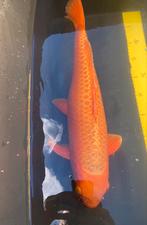 Yamabuki 50cm, Dieren en Toebehoren
