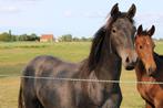 Grote PRE merrie 15 mnd - geboren in BE, Merrie, Gechipt, Niet van toepassing, Dressuurpaard