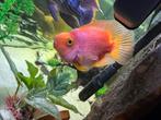 Papegaai cichlid te koop
