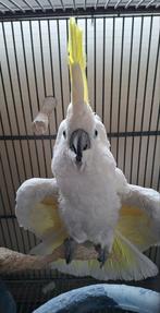 Geelkuif kakatoe, Dieren en Toebehoren