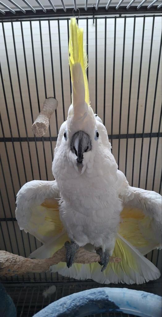 Geelkuif kakatoe, Dieren en Toebehoren, Vogels | Parkieten en Papegaaien