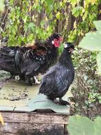 Krulveer sierhaan (met eventueel kip), Dieren en Toebehoren, Pluimvee, Meerdere dieren, Kip