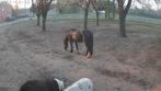 Te koop paard / pony, Dieren en Toebehoren, Paarden, Minder dan 160 cm, Zadelmak, 11 jaar of ouder, Recreatiepaard