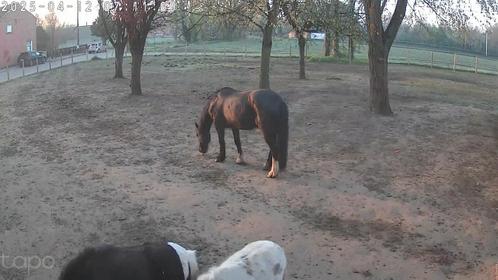 Te koop paard / pony, Dieren en Toebehoren, Paarden, Merrie, Zadelmak, Minder dan 160 cm, 11 jaar of ouder, Recreatiepaard, Gechipt