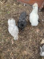 zijdehoen kuikens te koop, Dieren en Toebehoren, Pluimvee
