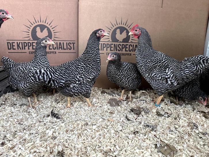 Jonge tamme Amrock krielkippen Gesekst en Ingeënt, Dieren en Toebehoren, Pluimvee, Kip, Meerdere dieren