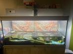 Waterschildpadden met Aquarium., Dieren en Toebehoren, Ophalen of Verzenden