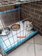 Prachtig leeuwenkopje voedster, Dieren en Toebehoren, Konijnen