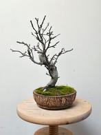Prachtige Europese beuk bonsai, Tuin en Terras, Ophalen