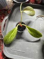 Hoya obscura silver, Huis en Inrichting, Ophalen of Verzenden