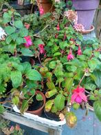Fuchia, Tuin en Terras, Ophalen