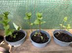 Bio munt, Tuin en Terras, Ophalen of Verzenden