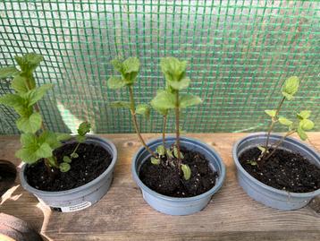 Bio munt, Tuin en Terras, Ophalen of Verzenden