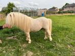 1 goedgekeurde hengst en 1 goedgek merrie, Dieren en Toebehoren, Hengst, A pony (tot 1.17m), Gechipt