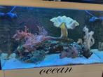 red sea 250c met onderkast  en inhoud, Dieren en Toebehoren, Ophalen, Gebruikt, Gevuld zoetwateraquarium