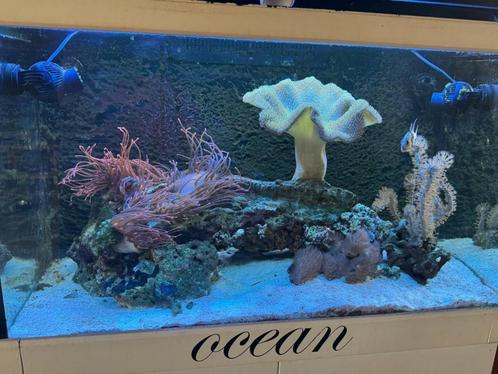 red sea 250c met onderkast  en inhoud, Dieren en Toebehoren, Vissen | Aquaria en Toebehoren, Gebruikt, Gevuld zoetwateraquarium