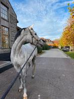 Profecioneel scheren van paard & pony, Dieren en Toebehoren, Ophalen of Verzenden, Zo goed als nieuw