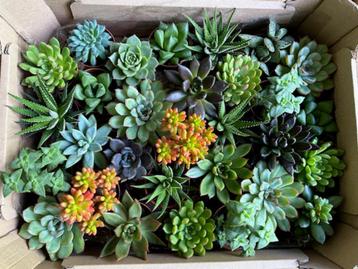 Mix van vetplantjes beschikbaar voor biedingen