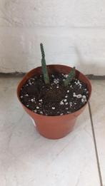 Wintervaste Cactus - Cylindropuntia Ramosissima, Vaste plant, Lente, Overige soorten, Ophalen