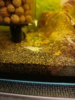 Pearl White garnaal (Neocaridina), Dieren en Toebehoren, Vissen | Aquariumvissen, Kreeft, Krab of Garnaal, Zoetwatervis, Schoolvis