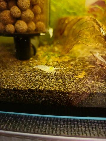 Pearl White garnaal (Neocaridina) beschikbaar voor biedingen