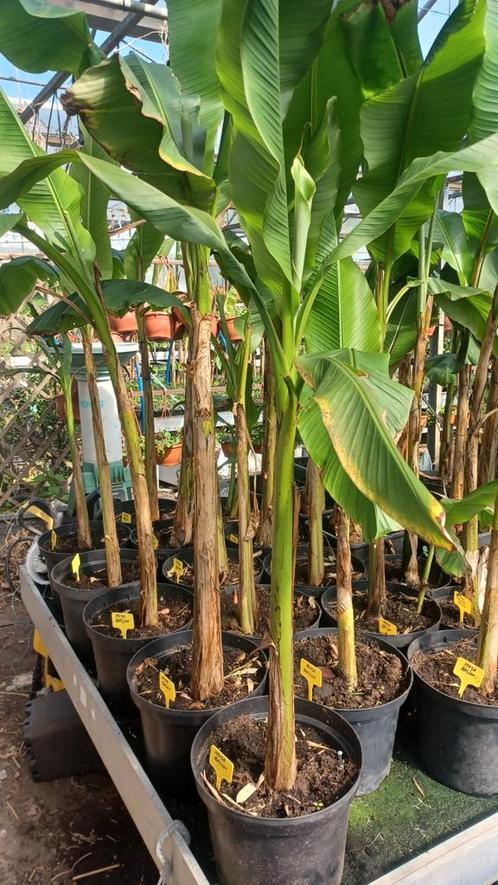bananenplanten, Tuin en Terras, Planten | Bomen, In pot, Ophalen