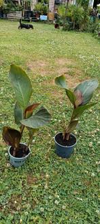 Canna, Ophalen