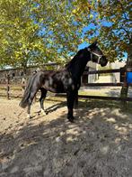 Cheval hongre de loisir, Animaux & Accessoires, L