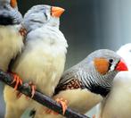 Zebravink kolonie 15-20 vogels