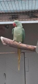 Alexanderparkiet, Dieren en Toebehoren, Vogels | Parkieten en Papegaaien, Mannelijk, Parkiet, Geringd