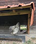 Zijdehoen haan, Dieren en Toebehoren