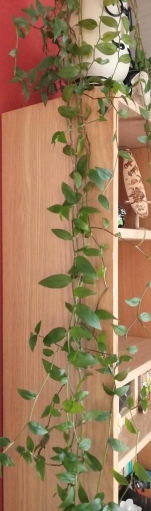 verschillende kamerplanten beschikbaar voor biedingen