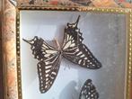 2 grands papillons dans un cadre, Collections, Collections Animaux, Enlèvement ou Envoi, Comme neuf