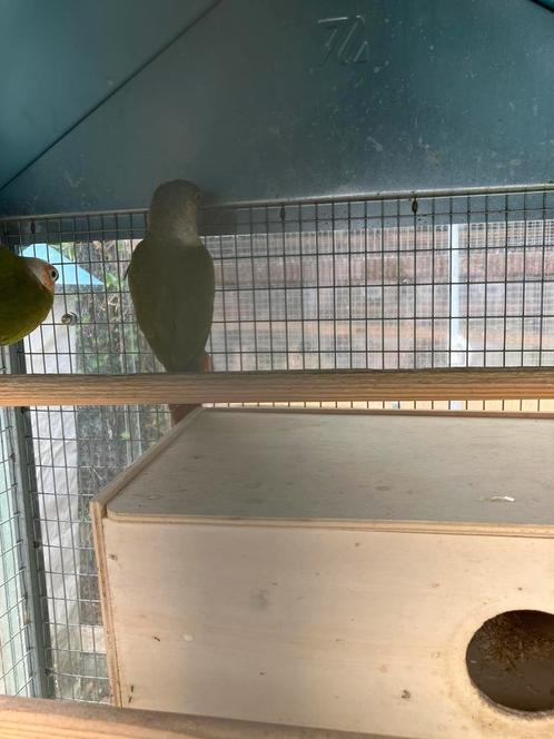 2 MOOIE PYRRHURA S MET OF ZONDER KOOI NU 100 EURO, Dieren en Toebehoren, Vogels | Parkieten en Papegaaien, Papegaai, Meerdere dieren