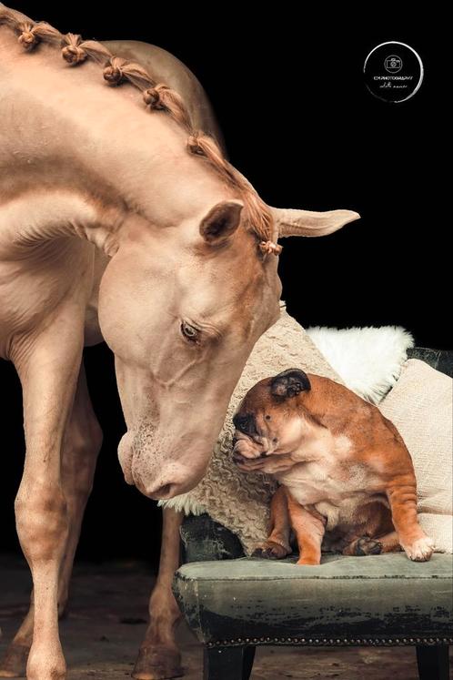 Champagne hengst ter Dekking, Dieren en Toebehoren, Paarden, Hengst