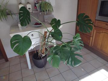 Diverse planten beschikbaar voor biedingen