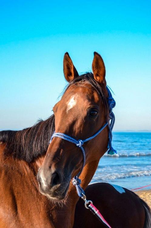 Super braaf wandelpaard, Dieren en Toebehoren, Pony's, Merrie