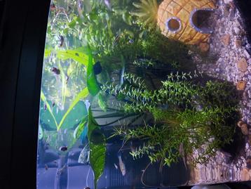 Guppy's groot en klein  beschikbaar voor biedingen