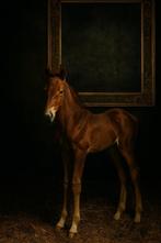 GEZOCHT weide te huur, Weidegang, 4 paarden of pony's of meer