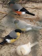 Goudvinken Bruin Geel Satinet, Dieren en Toebehoren, Vogels | Overige Vogels, Meerdere dieren, Wildzangvogel, Geringd