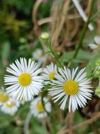 Zomerfijnstraal  /Erigeron annuus, Jardin & Terrasse, Plantes | Jardin, Plein soleil, Enlèvement, Autres espèces, Été