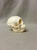 Schedel rhesus aap, Ophalen of Verzenden, Zo goed als nieuw, Schedel