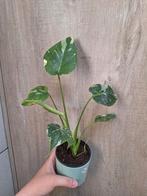Monstera Thai Constellation, Huis en Inrichting, Kamerplanten, Ophalen