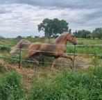 Lusitano x PRE Cartujano x Berber ruin, Dieren en Toebehoren, Gechipt, Ruin, Niet van toepassing, 3 tot 6 jaar