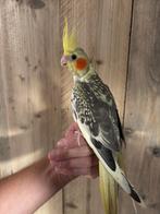 Valkparkiet super tam !!!, Meerdere dieren, Parkiet, Geringd