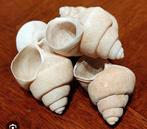 Neothauma schelpen gezocht, Ophalen of Verzenden, Zo goed als nieuw, Sierelement