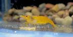 Aquarium Garnalen te koop!, Kreeft, Krab of Garnaal, Zoetwatervis, Schoolvis