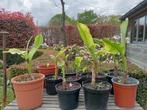 Bananenplant, Tuin en Terras, Planten | Tuinplanten, Vaste plant, Overige soorten, Ophalen, Bloeit niet