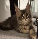 Chatons maine coon née à Bruxelles, Dieren en Toebehoren, Kater, Gechipt, 0 tot 2 jaar